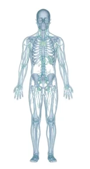 Ilustração do corpo humano